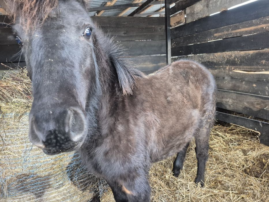 Sprzedam ogierka huculskiego