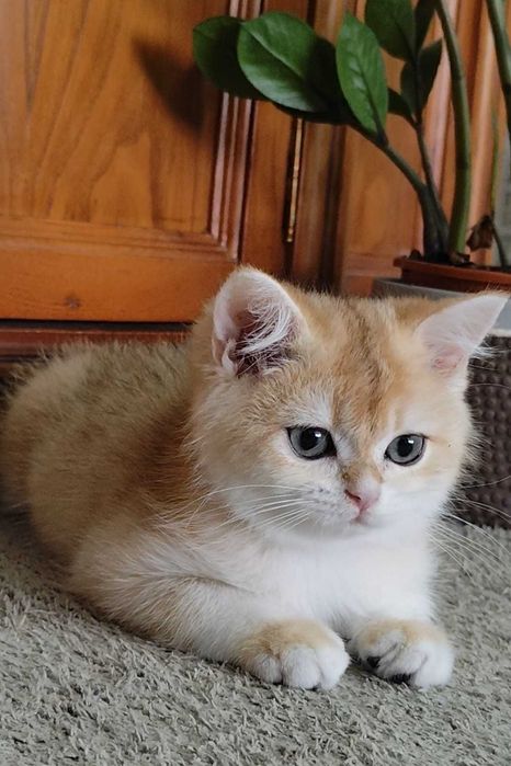 Lindo gatinho British Shorthair Golden