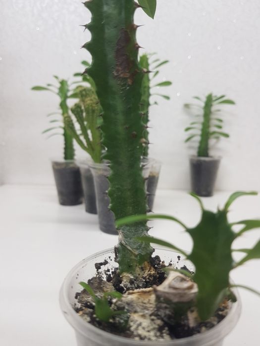 Молочай трехгранный. Доставка по центру города БЕСПЛАТНО  — 50 грн.