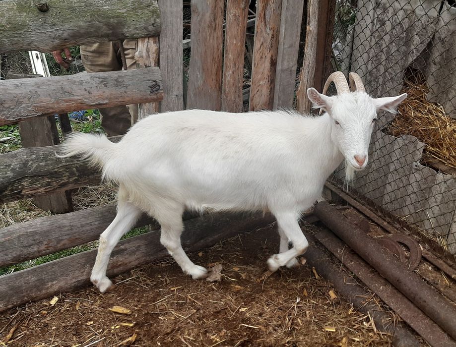 Заано-альпийские козы.