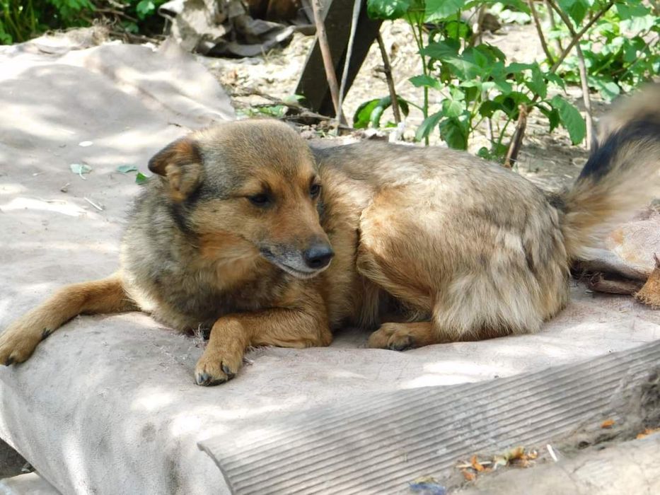 Рада у пошику родини