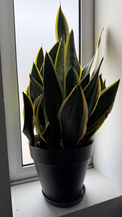 Sansevieria trifasciata ‘Laurentii’