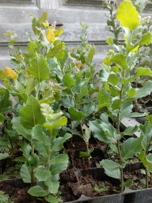 Azinheiras e sobreiros