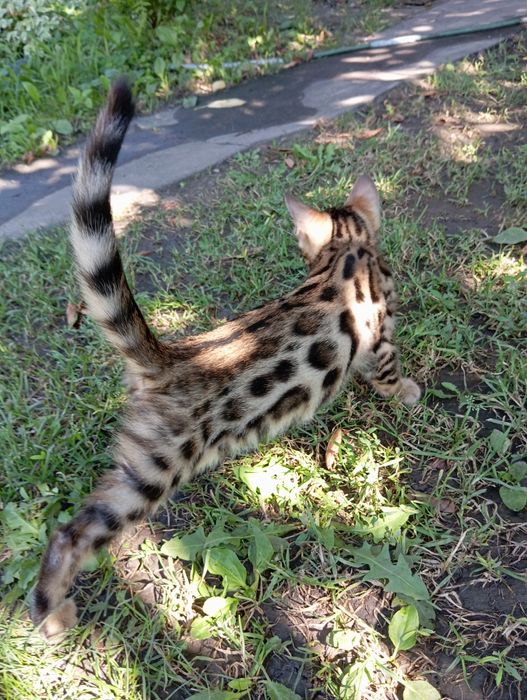 Бенгальский мальчик
