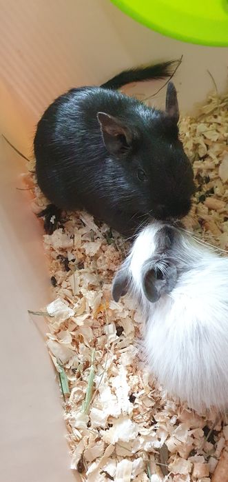 Degu Koszatniczka wiewiórka chilijska