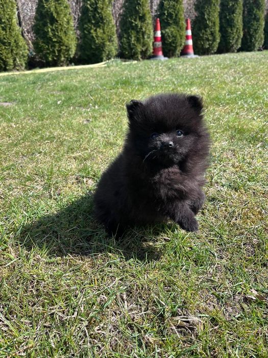 Szpic miniaturowy czarny piesek