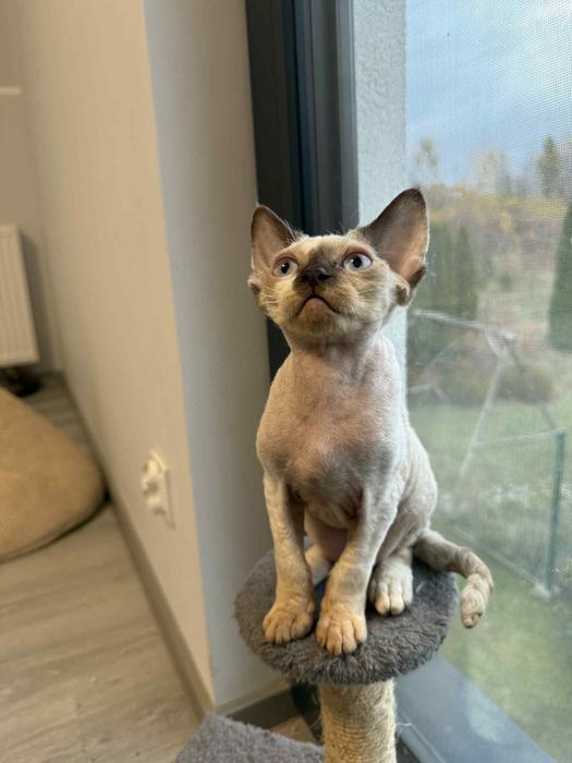 Piękny kocurek DEVON REX Fpl Drx