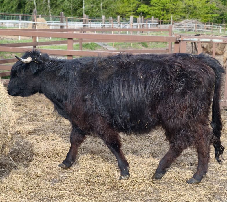 Krowa 4letnia rasy Higland Cattle, szkocka krowa