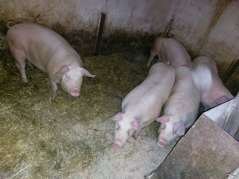 Sprzedam tuczniki ok. 120kg