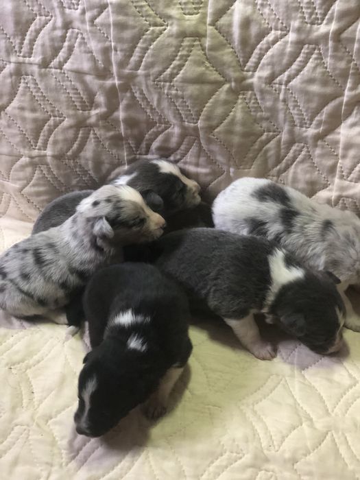 Щенки бордер колли