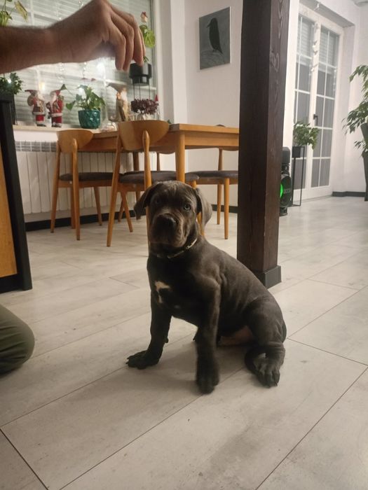 Cane corso Italiano suczka paszport UE