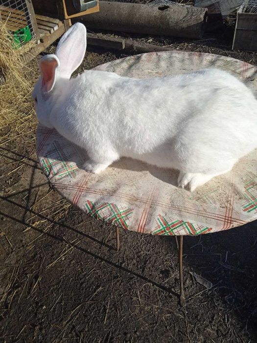 Продам самця. Порода термонець.