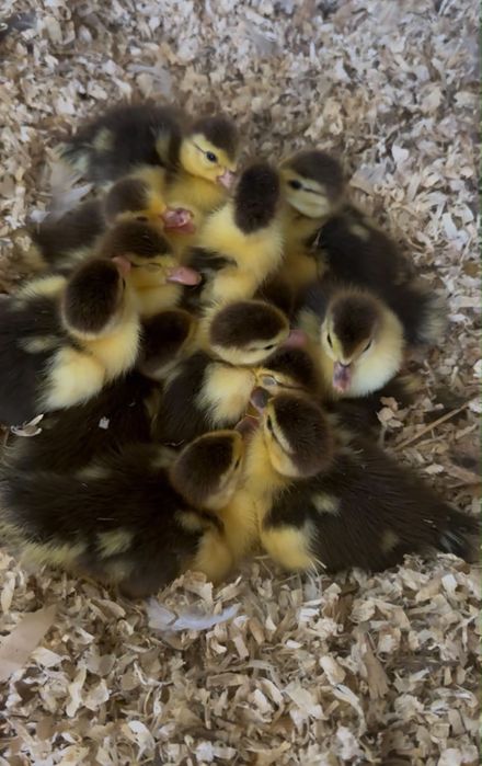 11 Patos para venda