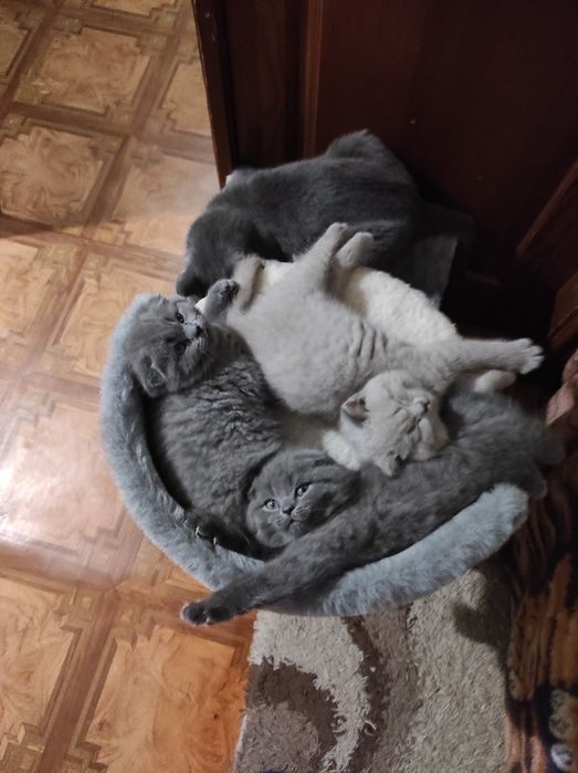 Шотландські висловухі кошенята. (Шотландские вислоухие котята)