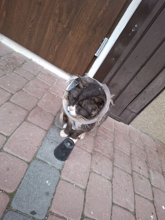 Oddam kotka w dobre ręce