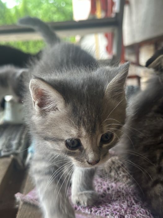 Котики в добрі руки