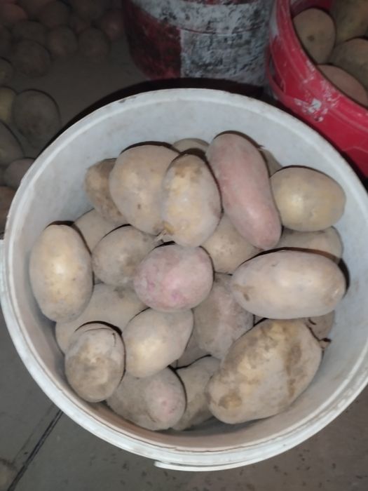 Продам картоплю.