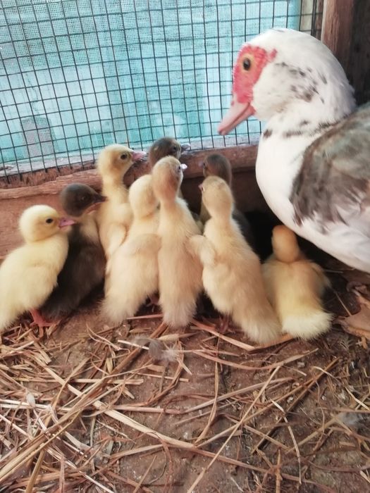 Vendo patos mudos pequenos