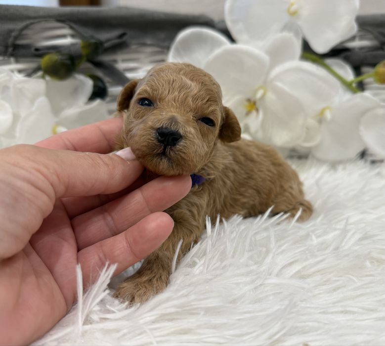 Maltipoo, maltańczyk/ pudel toy red, piesek -REZERWACJA