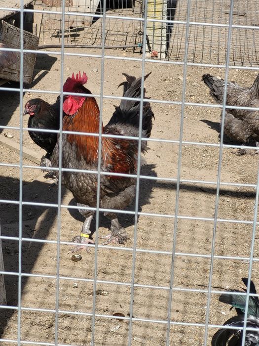 Animais maran para venda