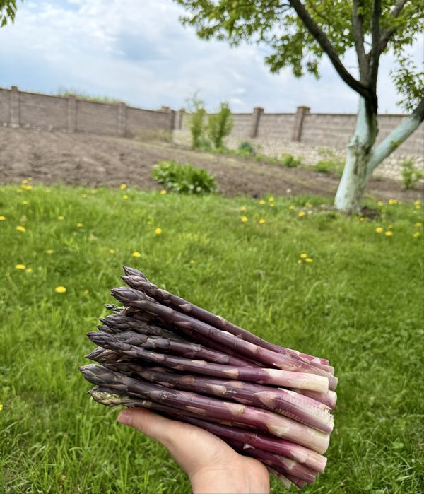 Свіжа еко-спаржа — 250 грн/кг