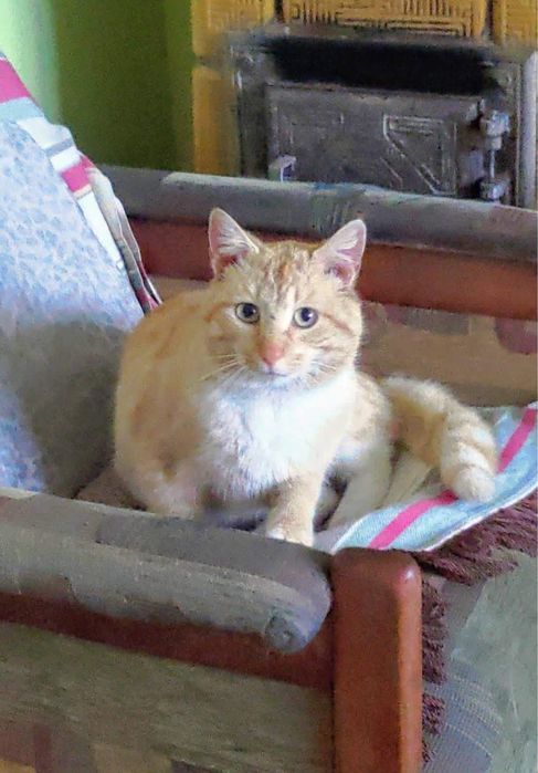 Adopcja kotków! PILNIE