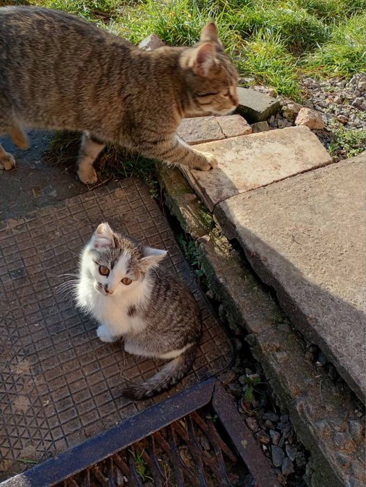 Кошенята шукають дім