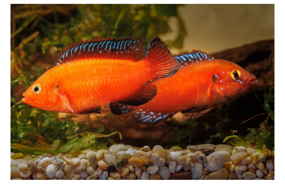 Peixe Jóia  Rubricatochromis exsul (raro)