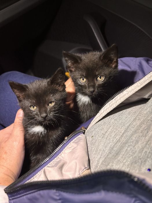 małey czarny kotek do adopcji
