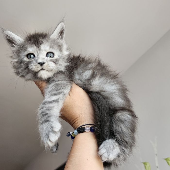 Kocurek Maine coon rodowód Fpl