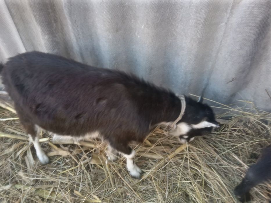 Козы и козлята Ламанча