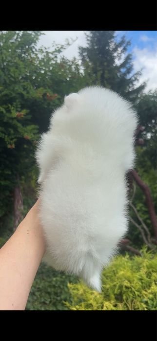 Szpic miniaturowy pomeranian sunia biała