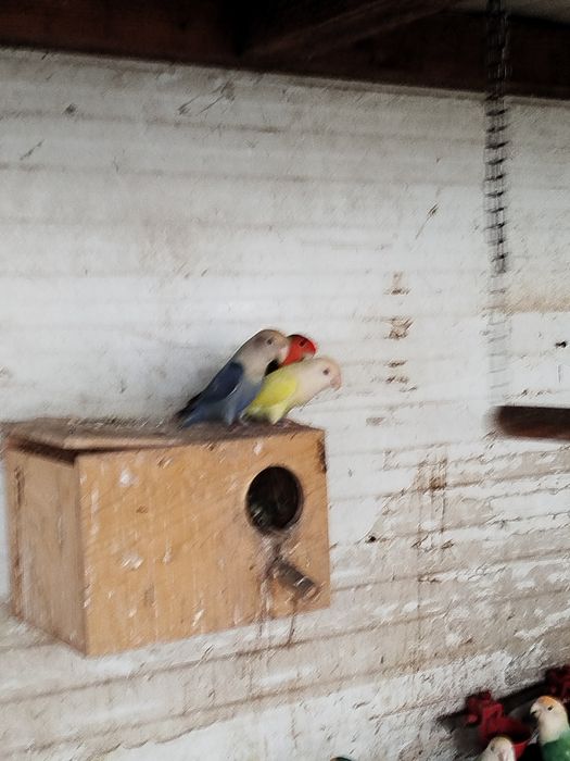 Casais reprodutores agapórnis roseicollis