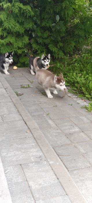 Husky przesliczne pieski