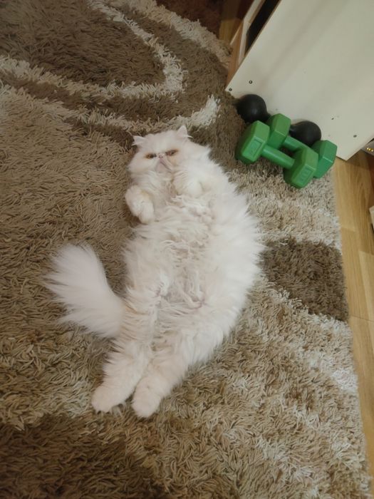 Продам персидську кішку