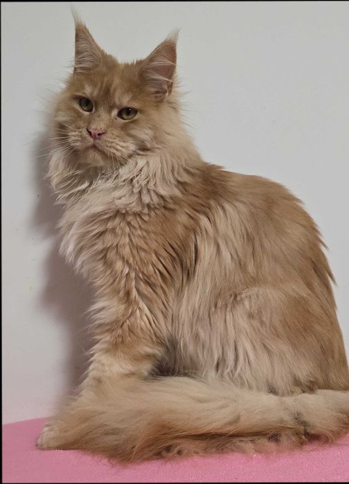 Kocurek  Maine Coon rudy srebrzysty pręgowany