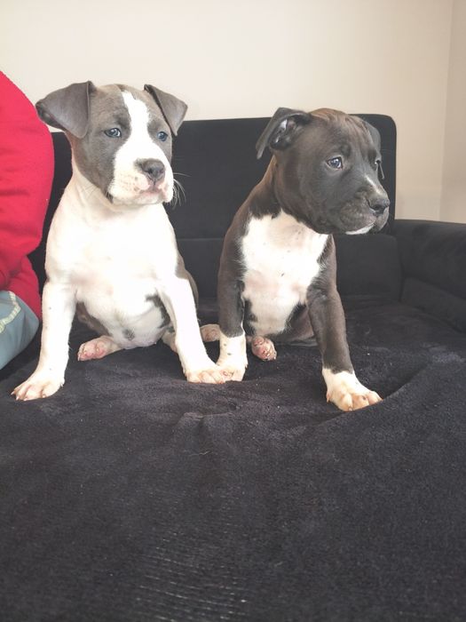 Amstaff rodowodowy