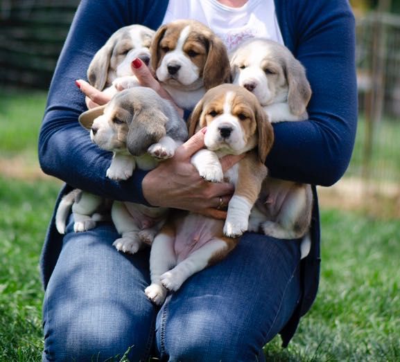 Открыт для вязки замечательный кобель Бигль