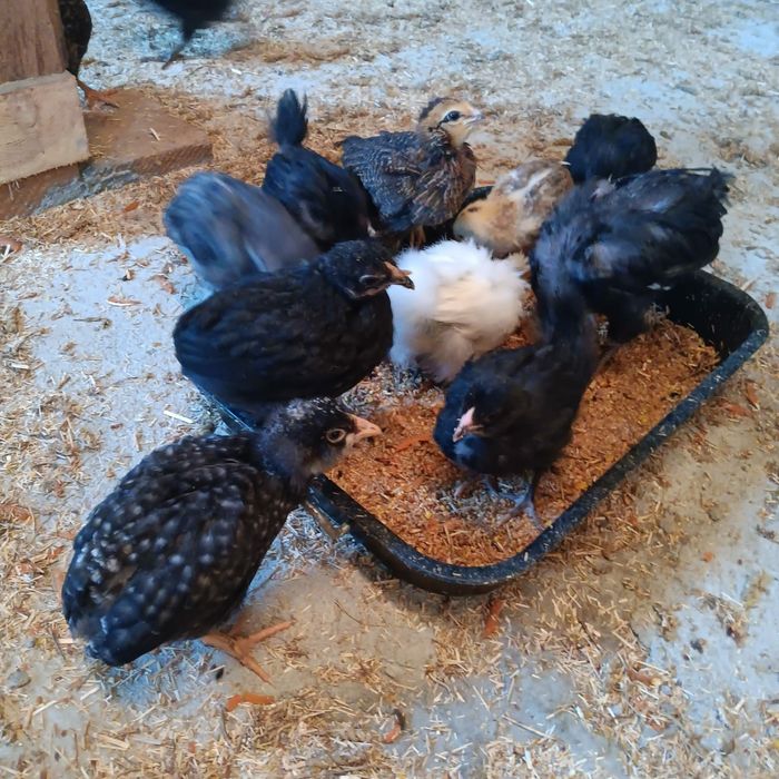 Kura kury aracuany naturalne ekologiczne pisklaki araucany pisklaki ar