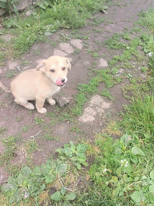 Віддам в добрі руки собачок.