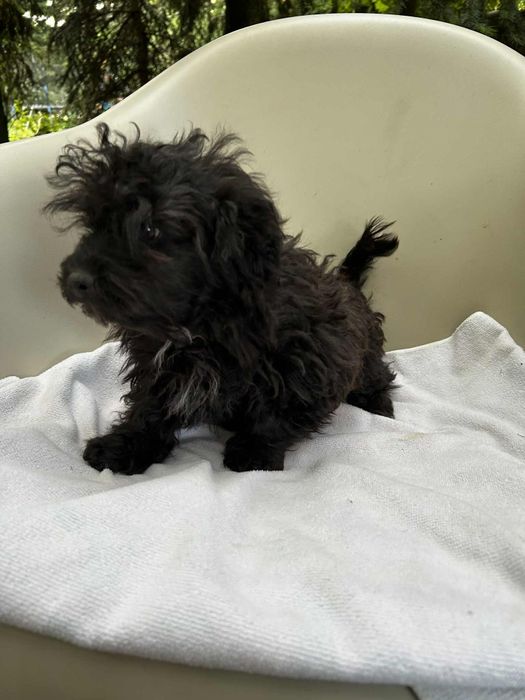 Husar piesek rasy Rosyjska Bolonka Kolorowa