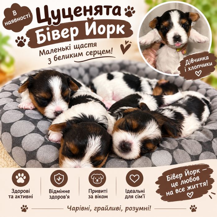 Готуються до бронювання дітки Бівер Йорк!