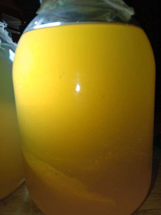 Уксусная матка из яблочного уксуса.