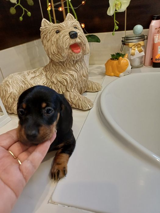 Piesek jamnik miniaturowy krótkowłosy