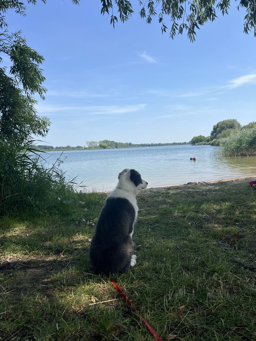 Szczeniak Border Collie FCI