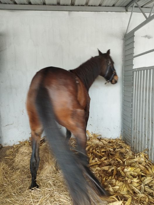Tenho disponível duas poldras com livro azul