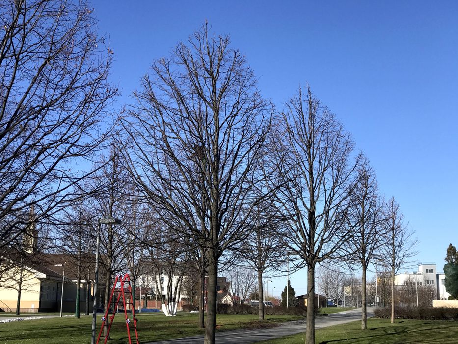 Обрізка дерев Київ | Плодові та декоративні