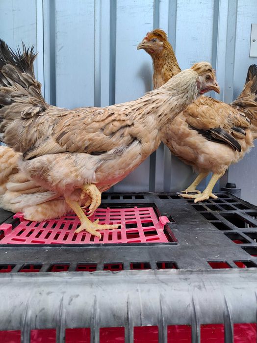 Kurki. Kury nioski, młode.Rosa.  Kury Green shell  (Słupca Ceglana)