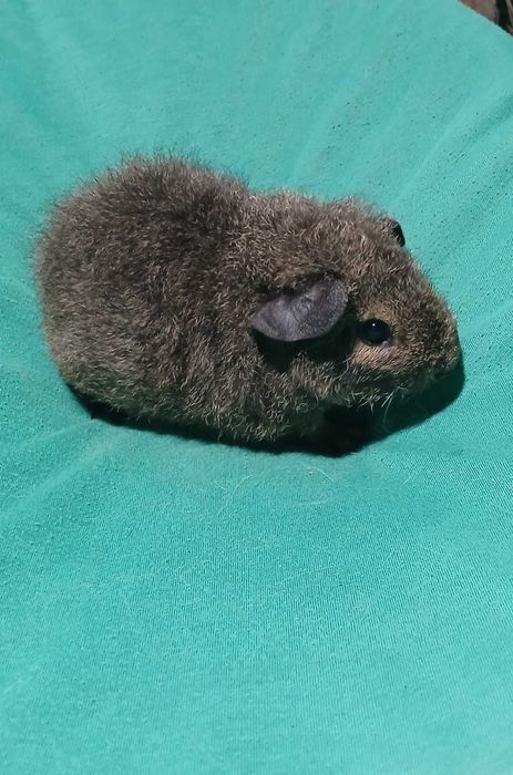 Американська тедді, морська свинка