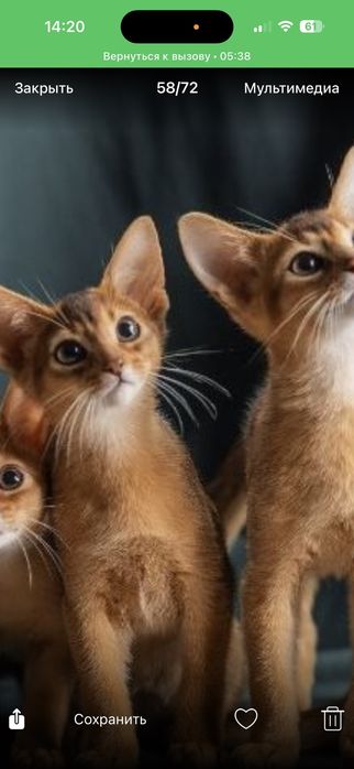 Aбіссінське кошеня хлопчики